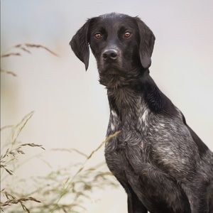 Meet your Posher, Grier